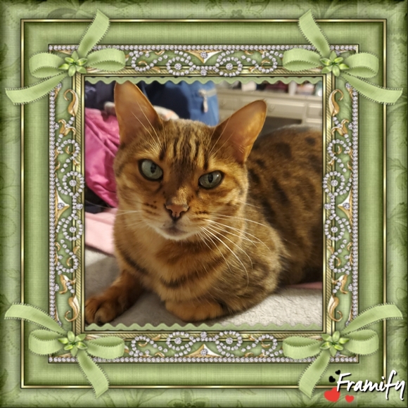 ✈ Fast Shipper ✈ - Picture 5 of 8